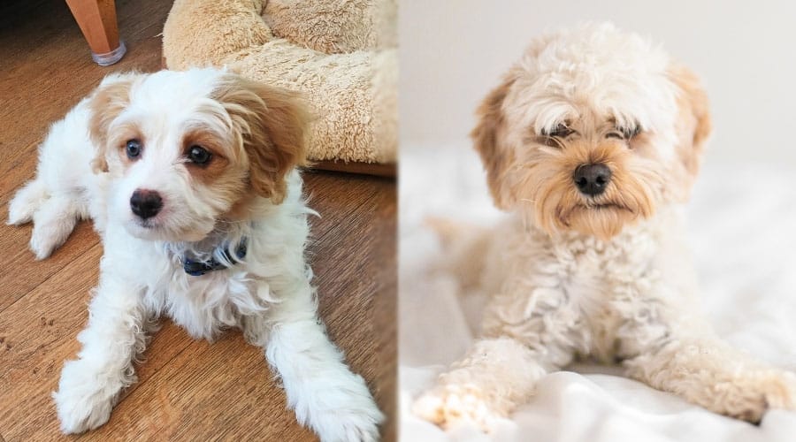 Dogs Sitting and Looking Cute