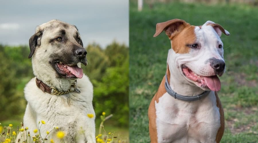 Dogs Sitting in a Field