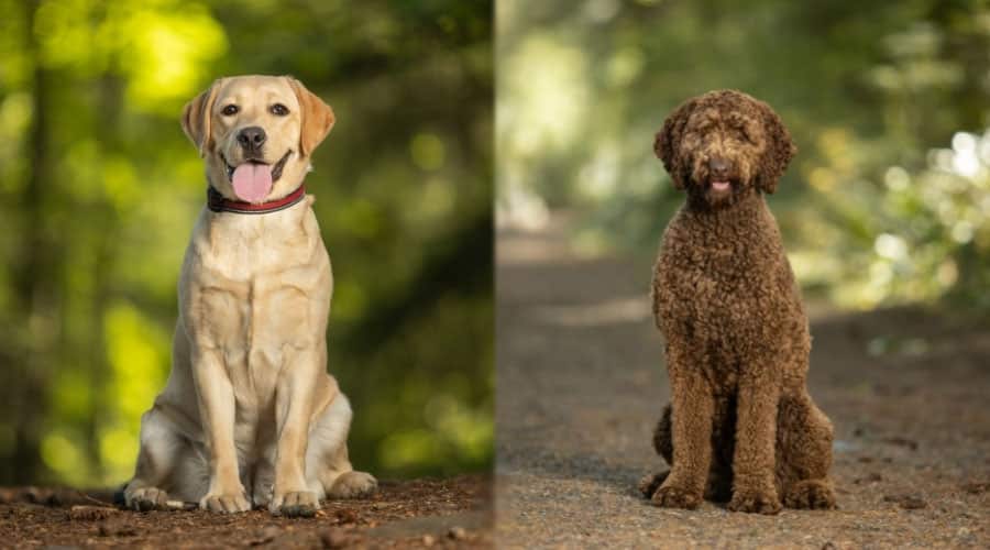 Dogs Sitting in a Forest