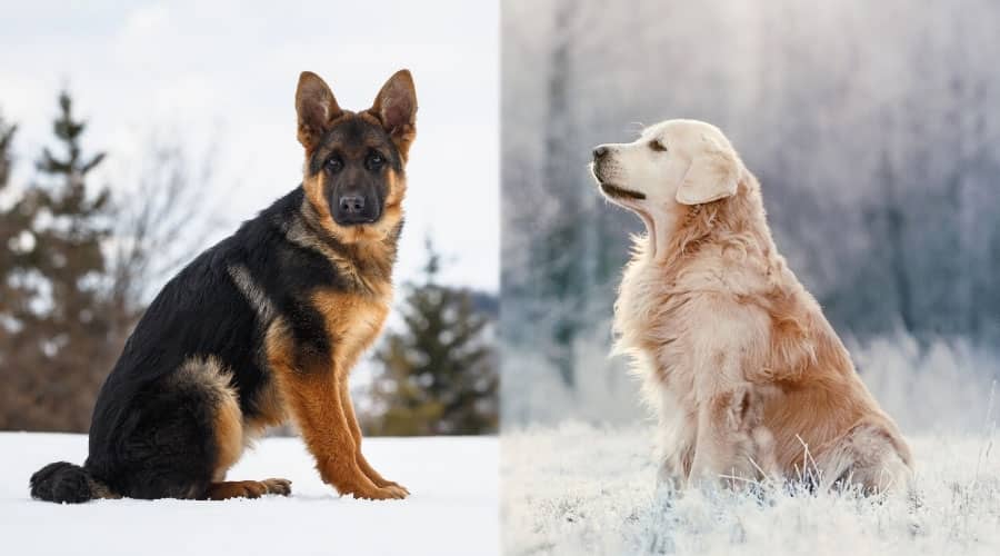 Dogs Sitting in the Snow