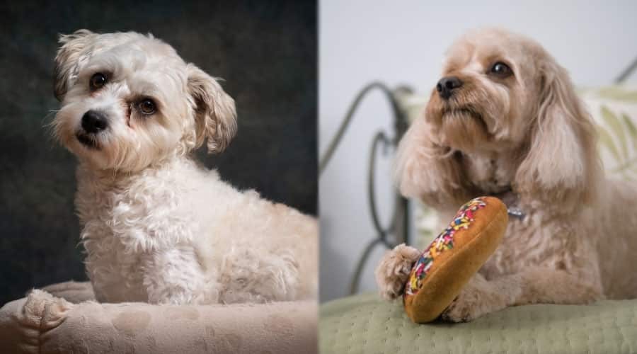 Dogs Sitting on Beds