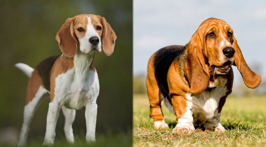 Dogs Standing Outdoors