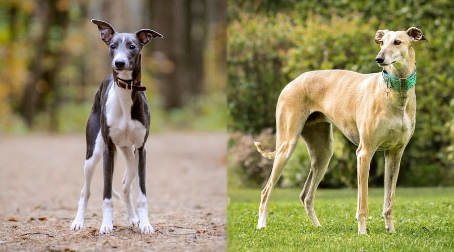 Dogs Standing Outdoors