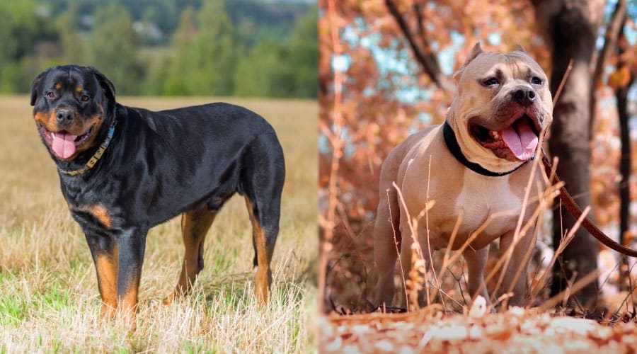 Dogs Standing Outdoors