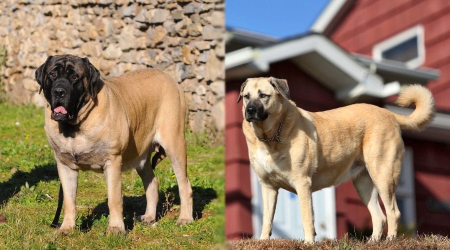 Dogs Standing Outside on a Sunny Day