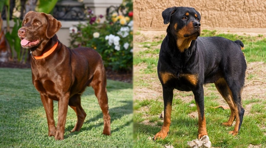 Dogs Standing in Sunshine