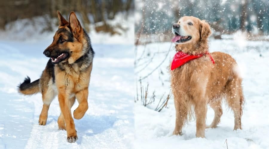 Dogs Standing in the Snow