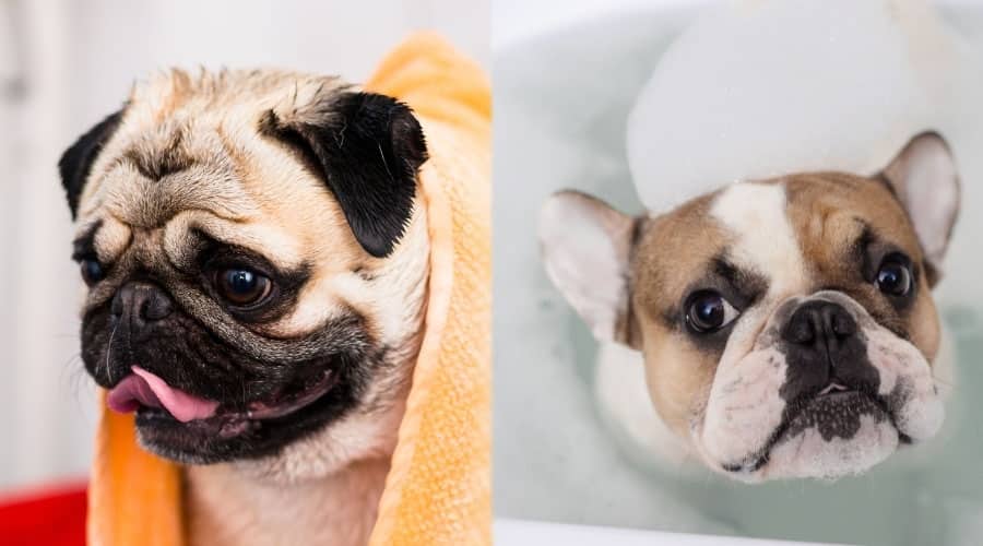 Dogs Taking Baths
