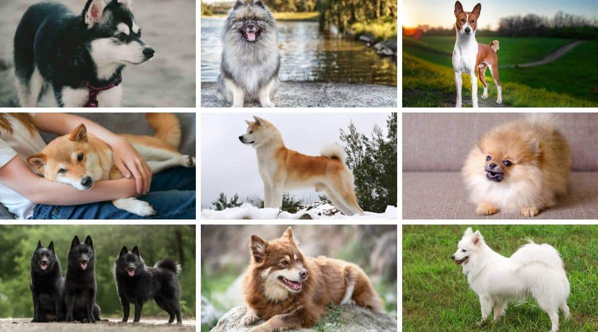 Korean Jindo standing outside