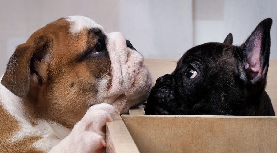 Dogs Touching Noses