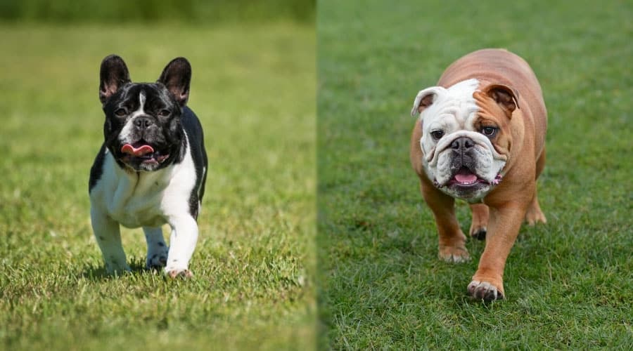 Dogs Walking in Grass