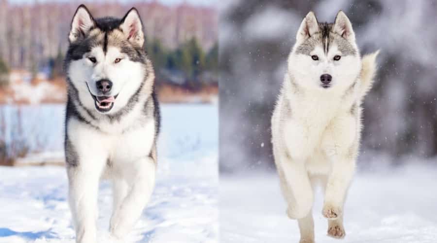 Dogs Walking in the Snow