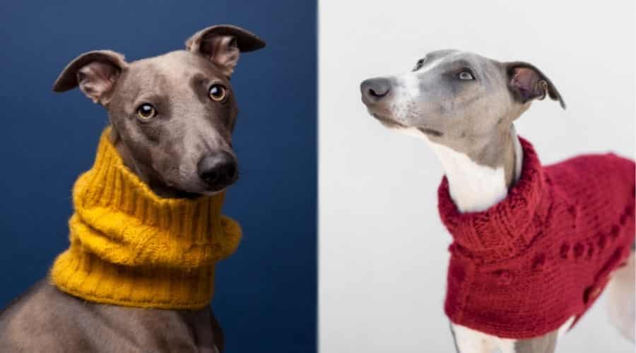 Dogs Wearing Sweaters