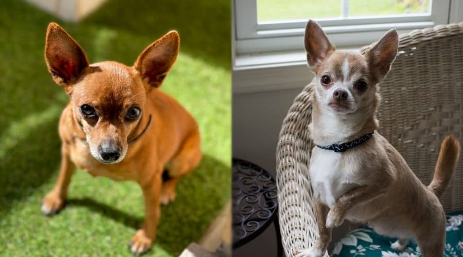 Dogs With Erect Ears Looking at the Camera