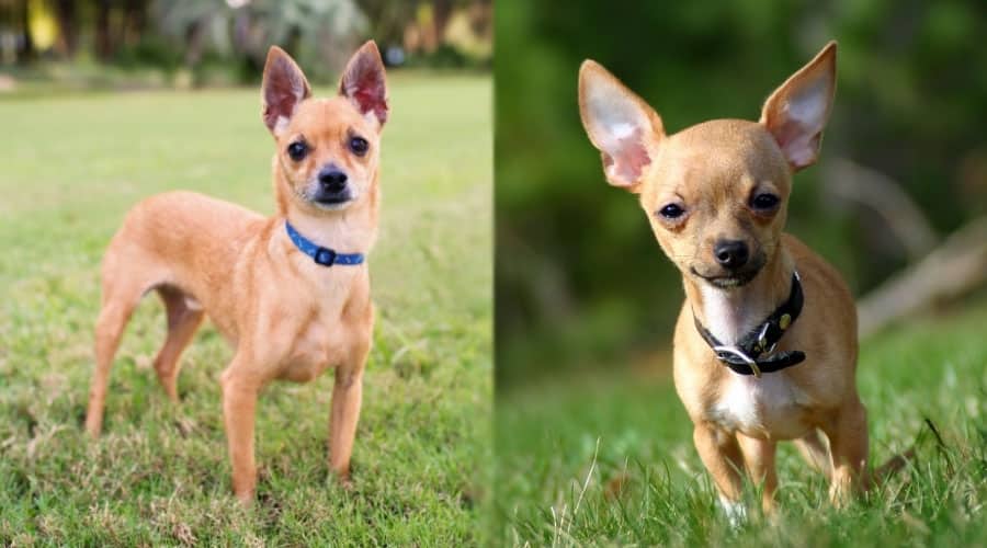 Dogs With Erect Ears Standing Outdoors