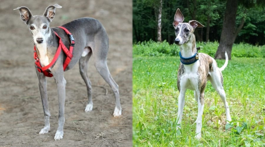 Dogs With Erect Ears Standing Outside