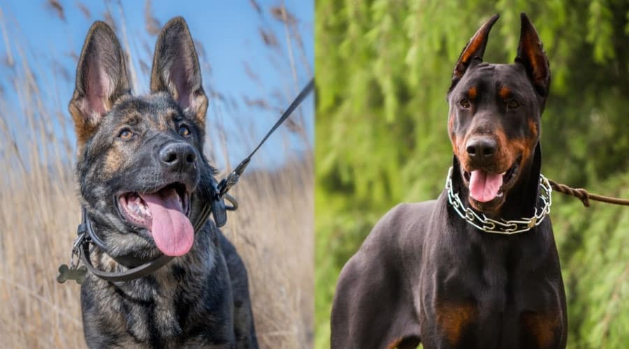 Dogs With Erect Ears and Mouths Open