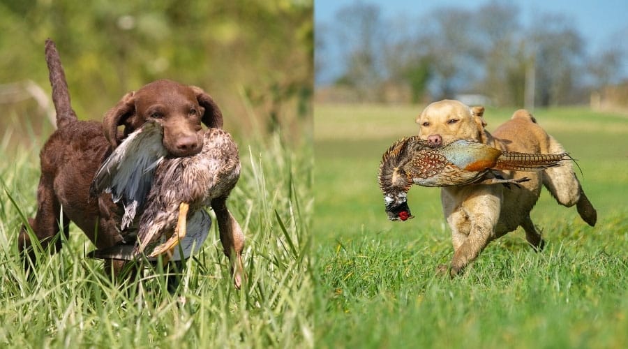 Dogs With Fowl in Their Mouths