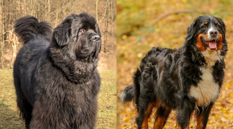 Dogs With Gorgeous Silky Coats