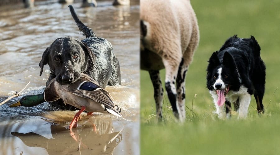 Dogs With Mallard and Sheep