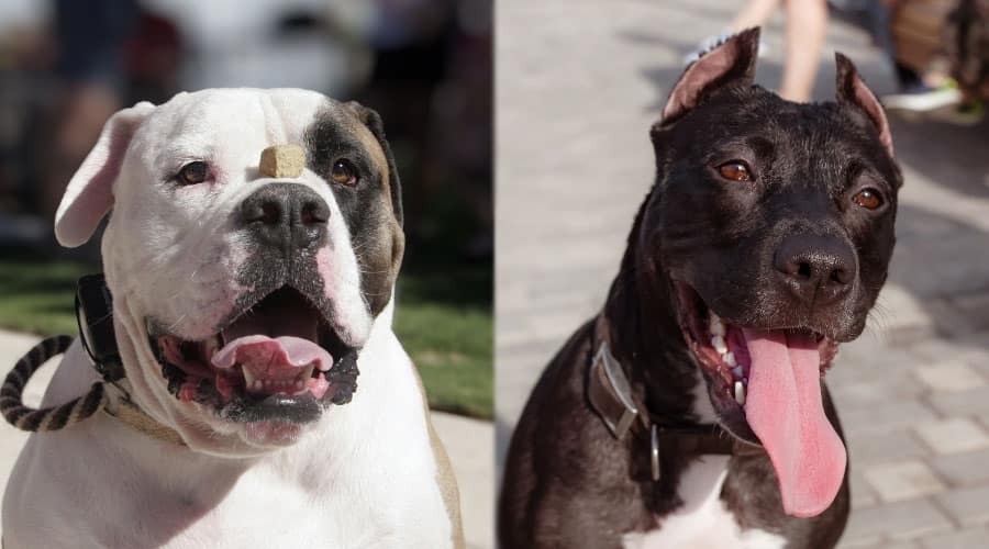 Dogs With Open Mouths