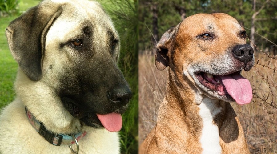 Dogs With Their Tongues Out