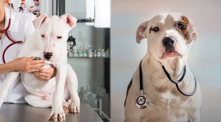 Dogs With a Stethoscope
