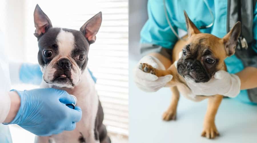 Dogs at the Vet
