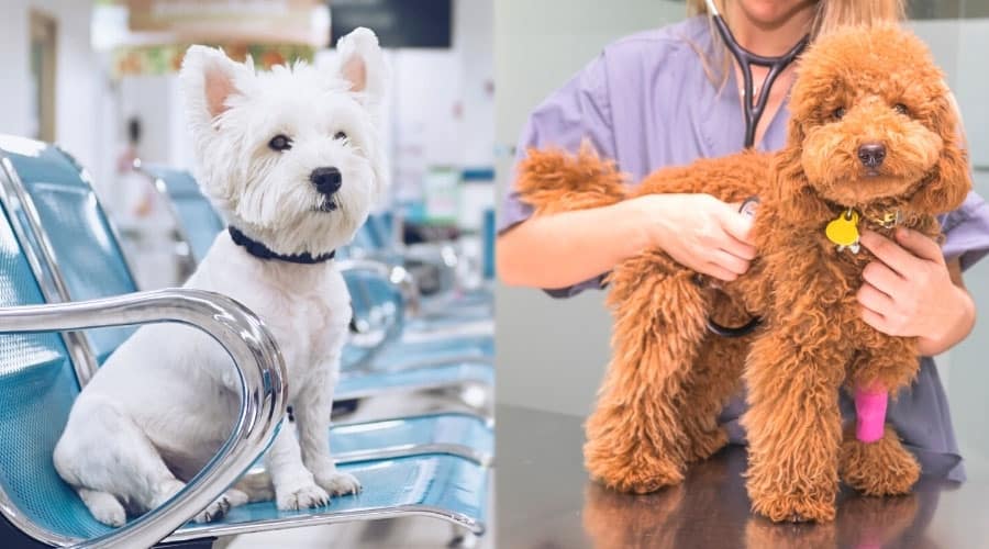 Dogs at the Vet