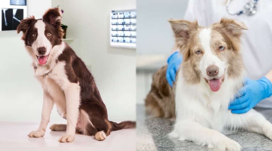 Dogs at the Vet