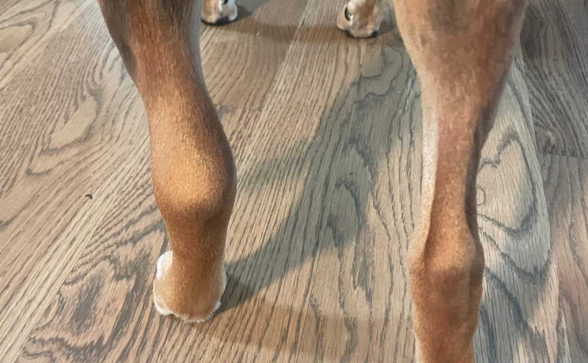 Dog's back paws after being stung by a bee.