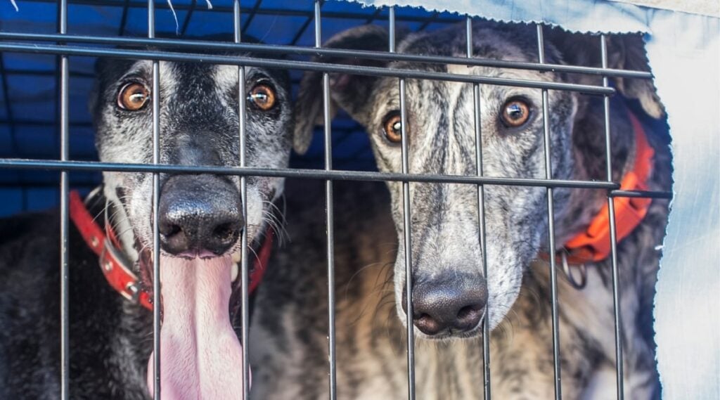 2 dogs in crate with Dog Crate Cover