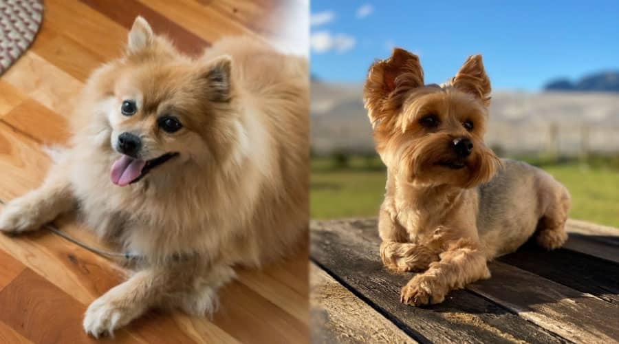 Dogs in Lion Position
