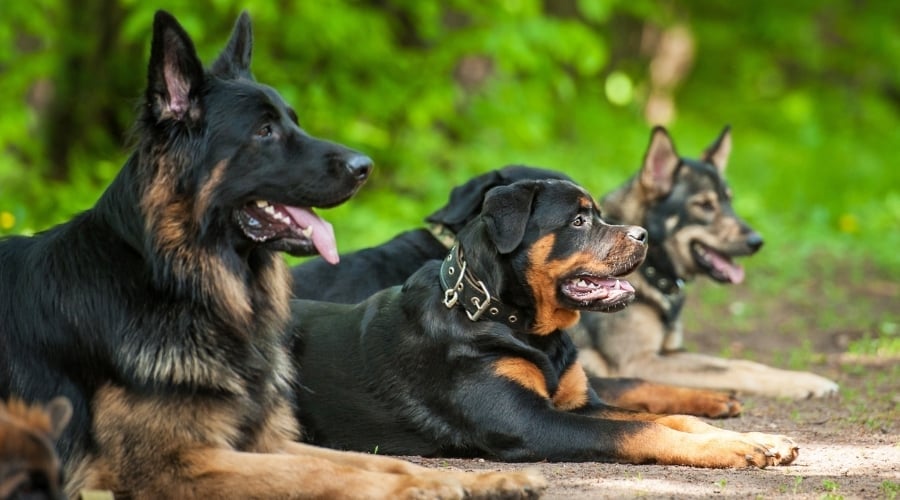 Dogs in Obedience School