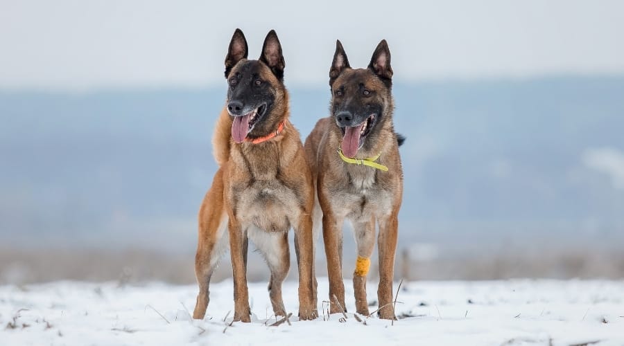 Belgian Malinois Dogs in Snow Outdoors