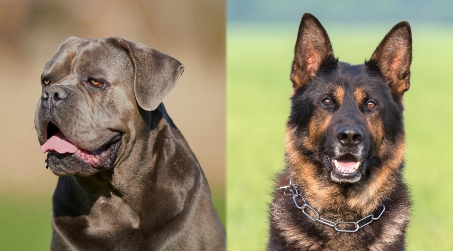 Dogs in a Field During Training