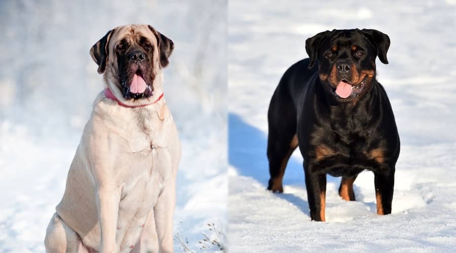 Dogs in the Snow With Tongues Out