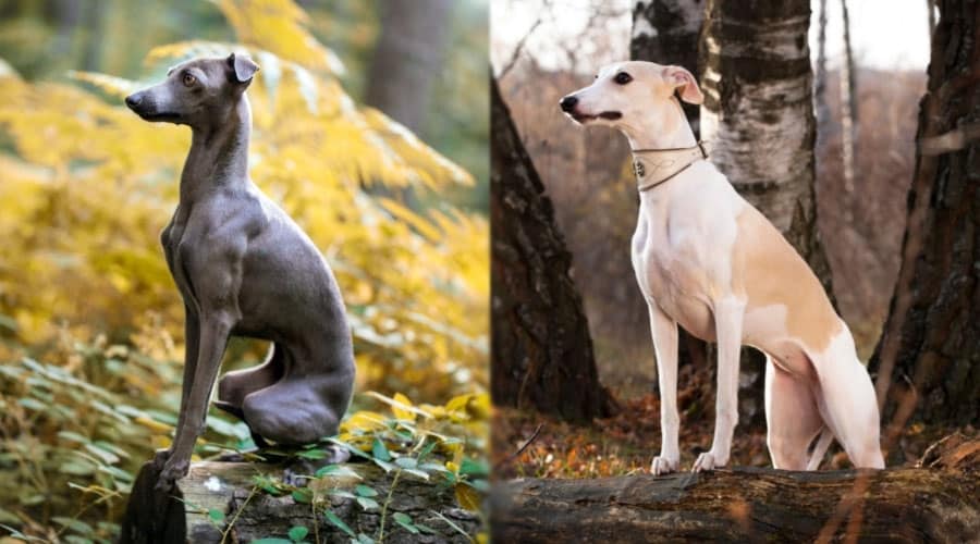 Dogs on Logs in the Woods