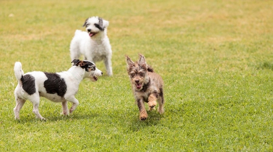 Small dogs running in a dog park.