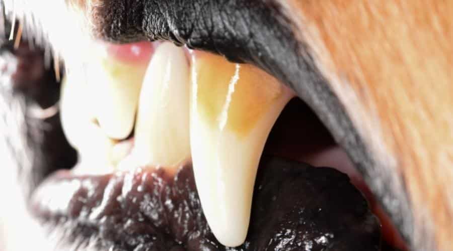 Dog teeth up close.