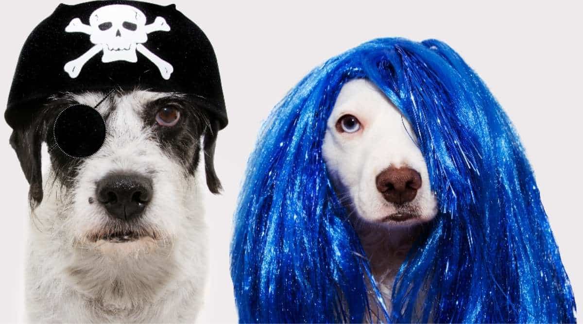 Dogs wearing pirate hat, blue wig