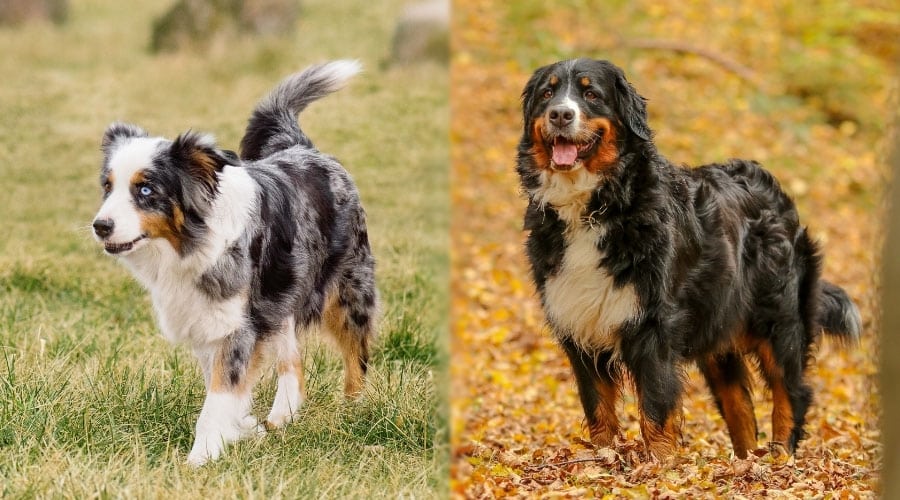 Dogs with Beautiful Coats Standing Outside