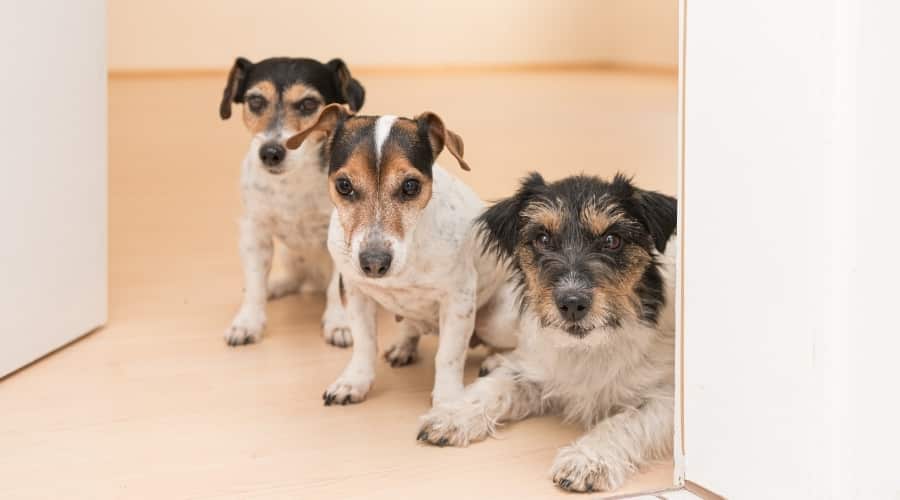 Three dogs sitting at the door.