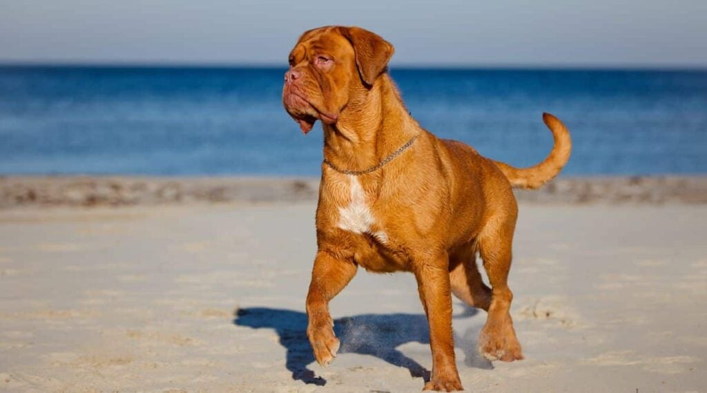 Dogue de Bordeaux standing on beach.