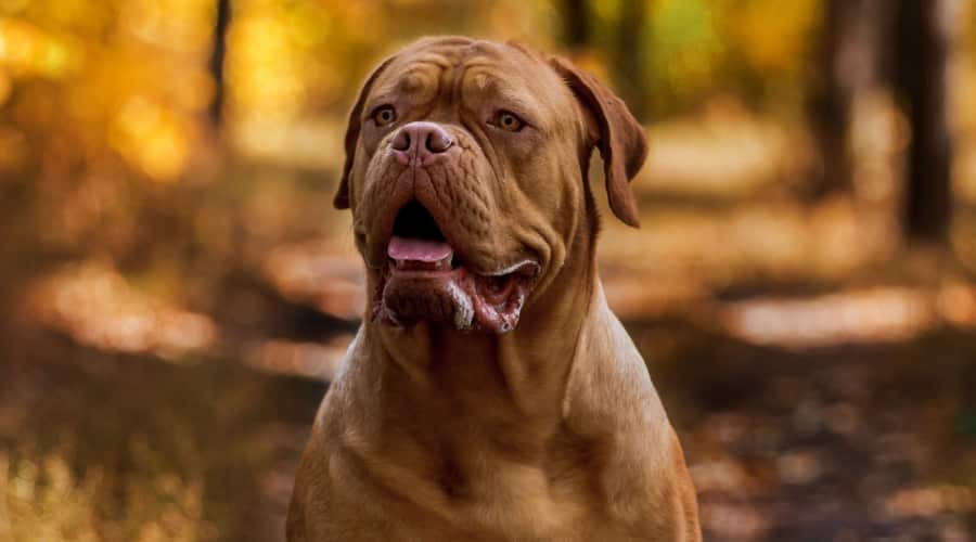 Dogue de Bordeaux Outdoors