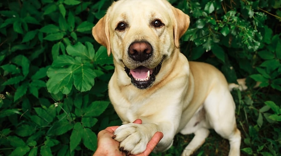Dominant Labrador with Owner