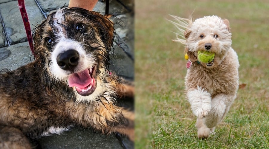 Doodle Mixes in Training