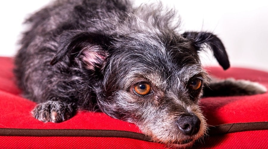 Dorkie Dog