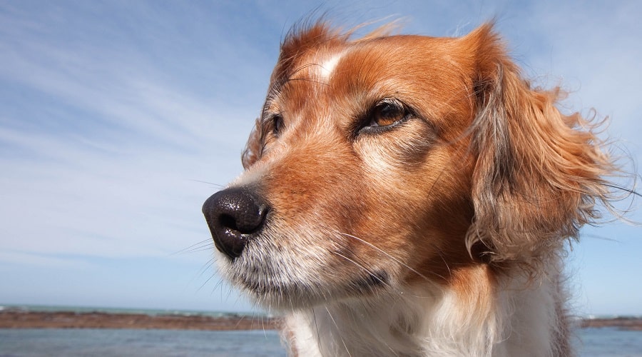 Double Coated Beagle Golden Retriever mix