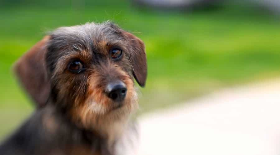 Doxiepoo Doodle Outdoors